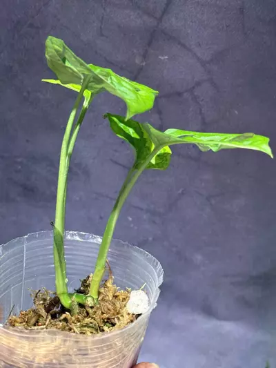 plant/Monstera Aurea adansonii-1-thumbnail