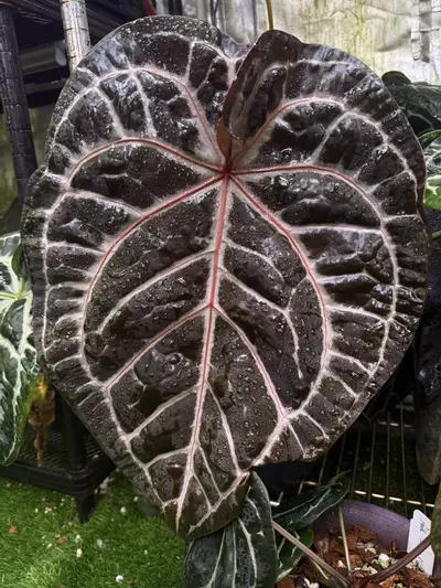 plant/(SKG silver x RC “Necromancer”) x Carla “Marcella”-2-thumbnail