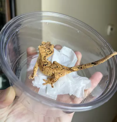 plant/MTT2: Super Dalmatian: 12 grams: Probable Female-3-thumbnail