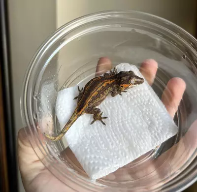 plant/PPCJ3: No Pores Seen: 8 grams-3-thumbnail