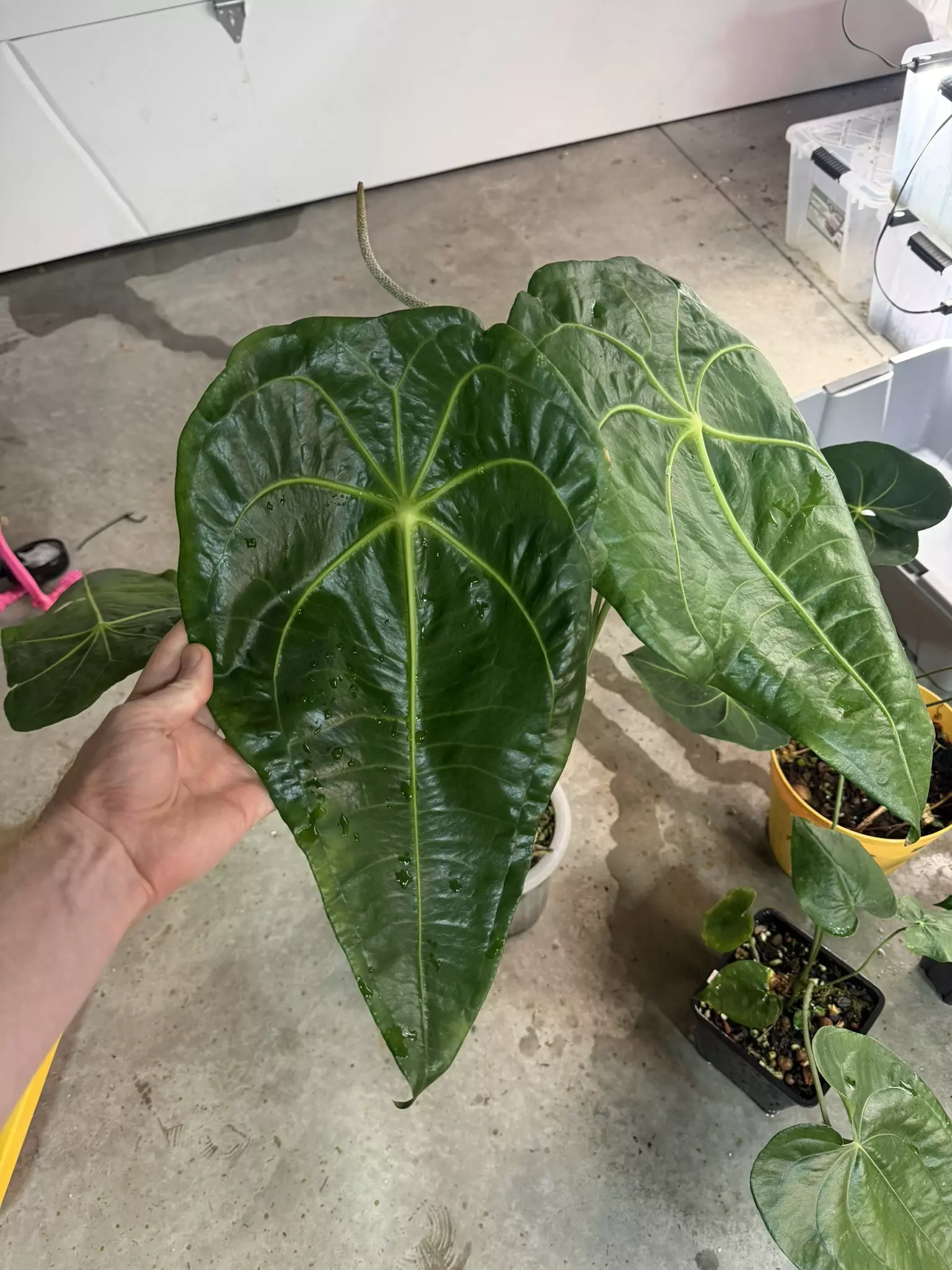 plant/A. Kolmanii s2-1