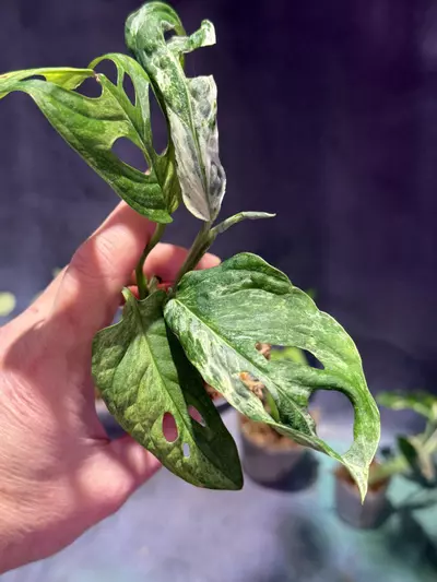 plant/Monstera mint adansonii-0-thumbnail