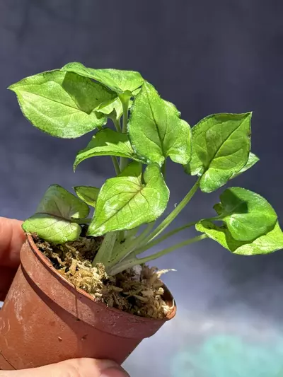 plant/Syngonium Orm manee-2-thumbnail