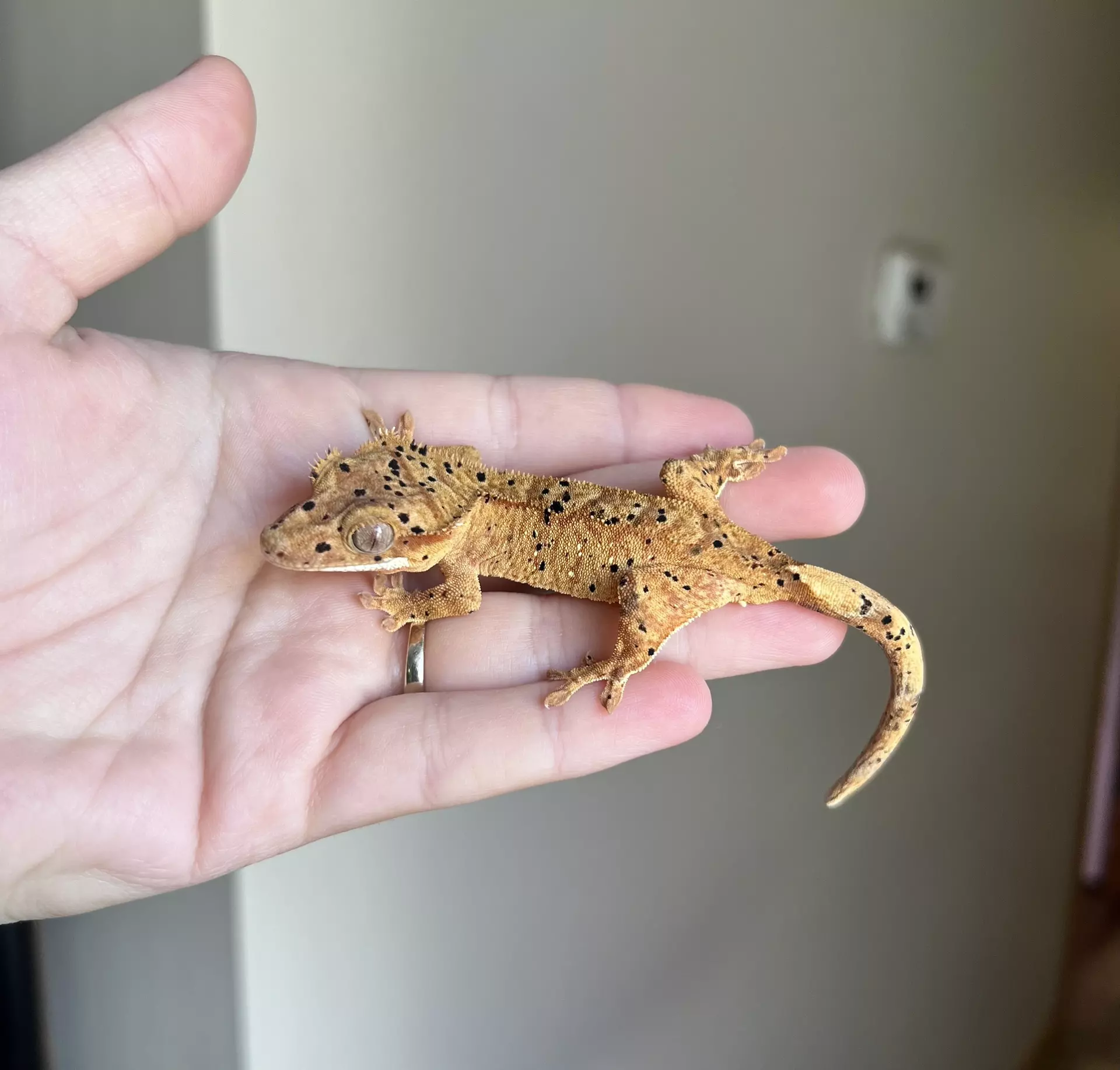 plant/MTT2: Super Dalmatian: 12 grams: Probable Female-0