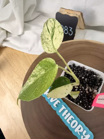 plant/TT-0283 Monstera White Monster-3-thumbnail