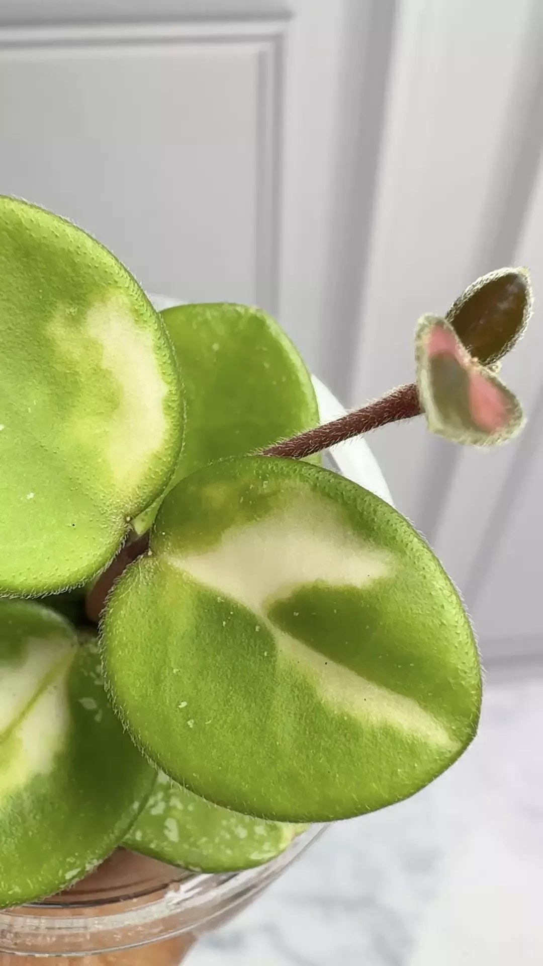 plant/Hoya Mathilde Variegated With Splash-0