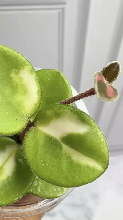 plant/Hoya Mathilde Variegated With Splash-0-thumbnail