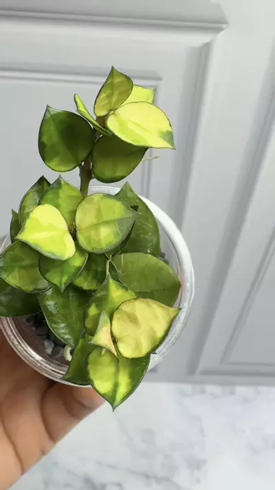 plant/Hoya Lacunosa inner Asami -0-thumbnail