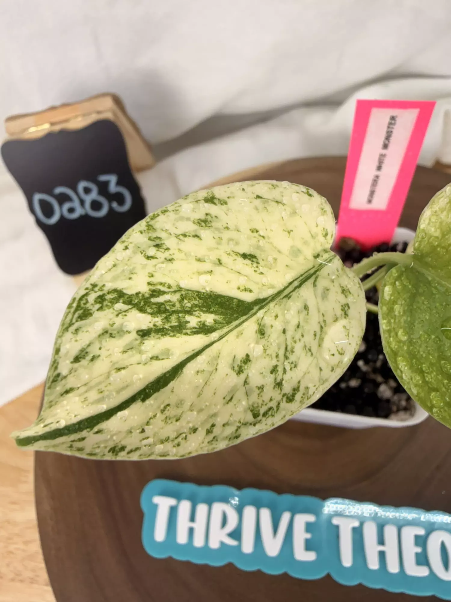 plant/TT-0283 Monstera White Monster-0