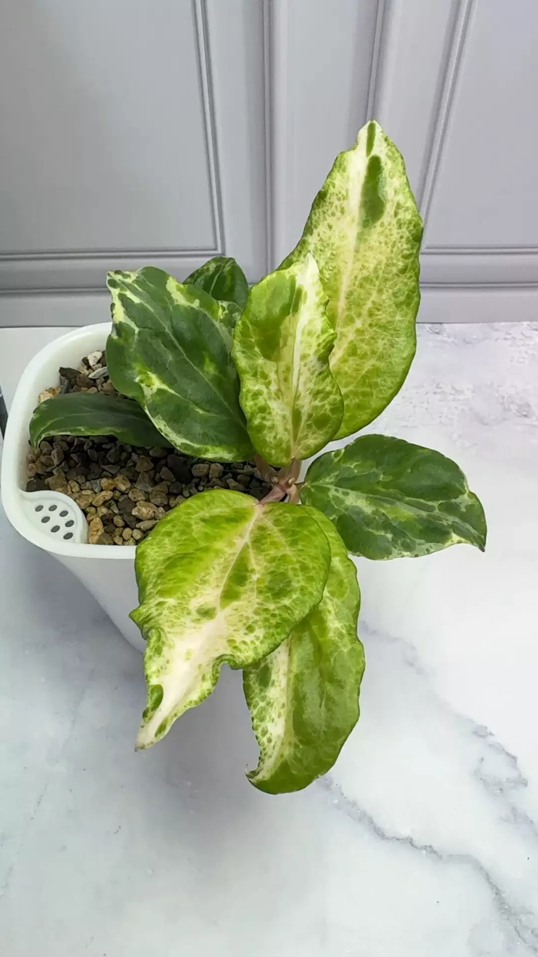 plant/Hoya Candy Whole Plant-0