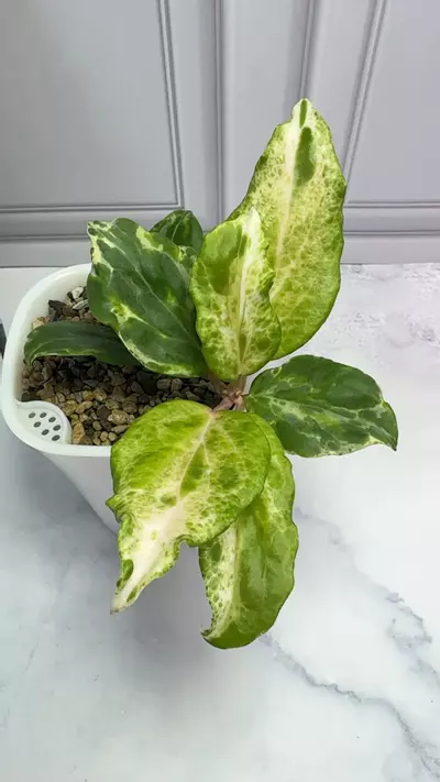 plant/Hoya Candy Whole Plant-0-thumbnail