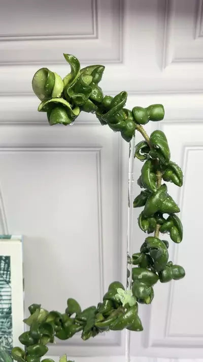 plant/Hoya Deepgreen Compacta 22 inch tall plant-0-thumbnail