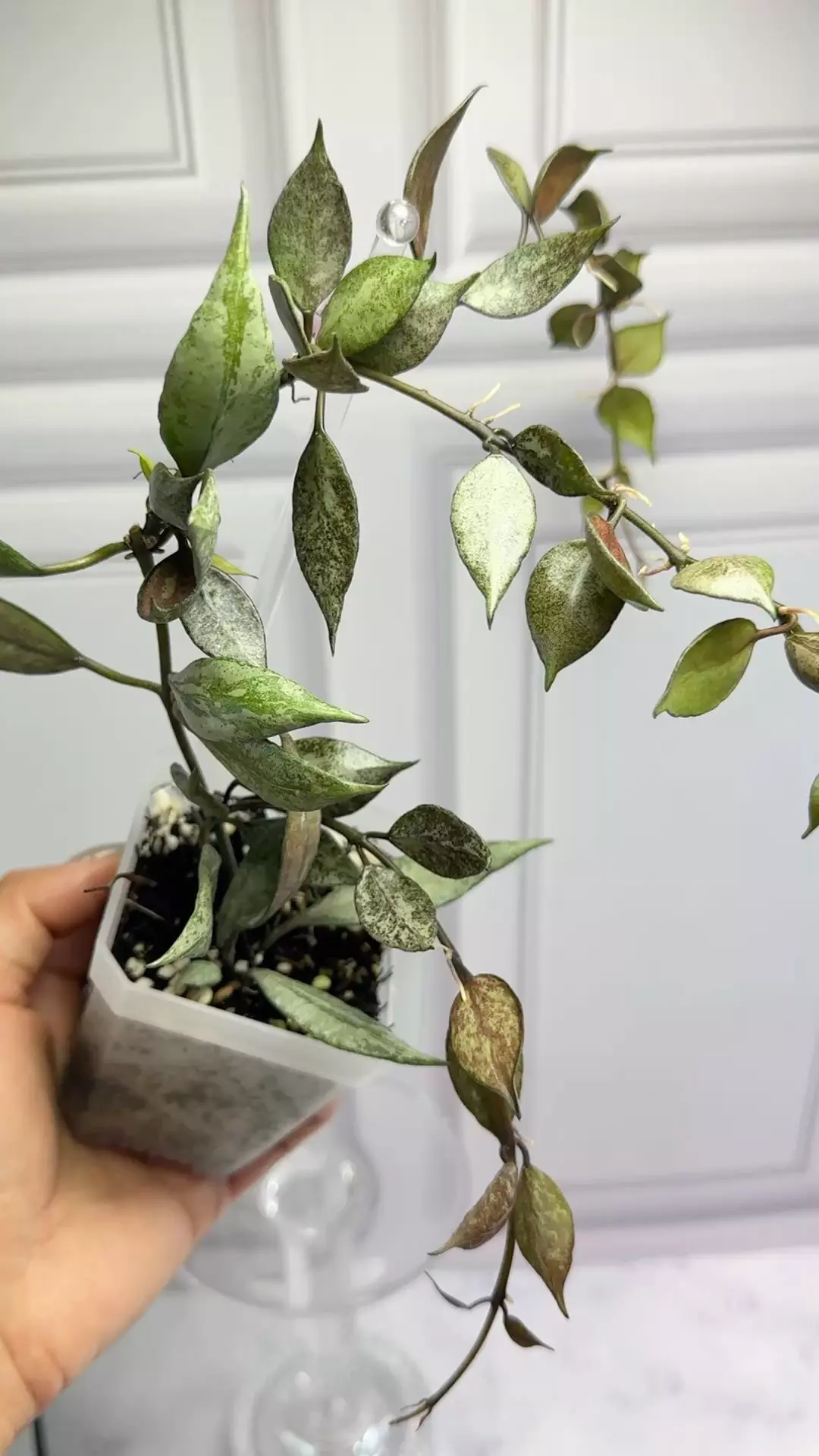plant/Hoya Lacunosa Black Pearl Mother plant -0