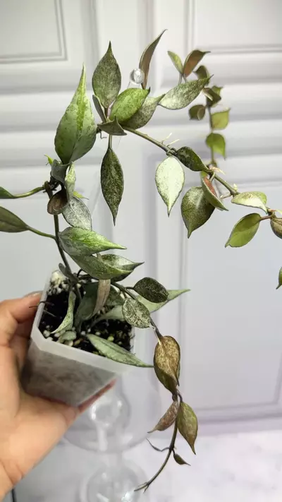 plant/Hoya Lacunosa Black Pearl Mother plant -0-thumbnail