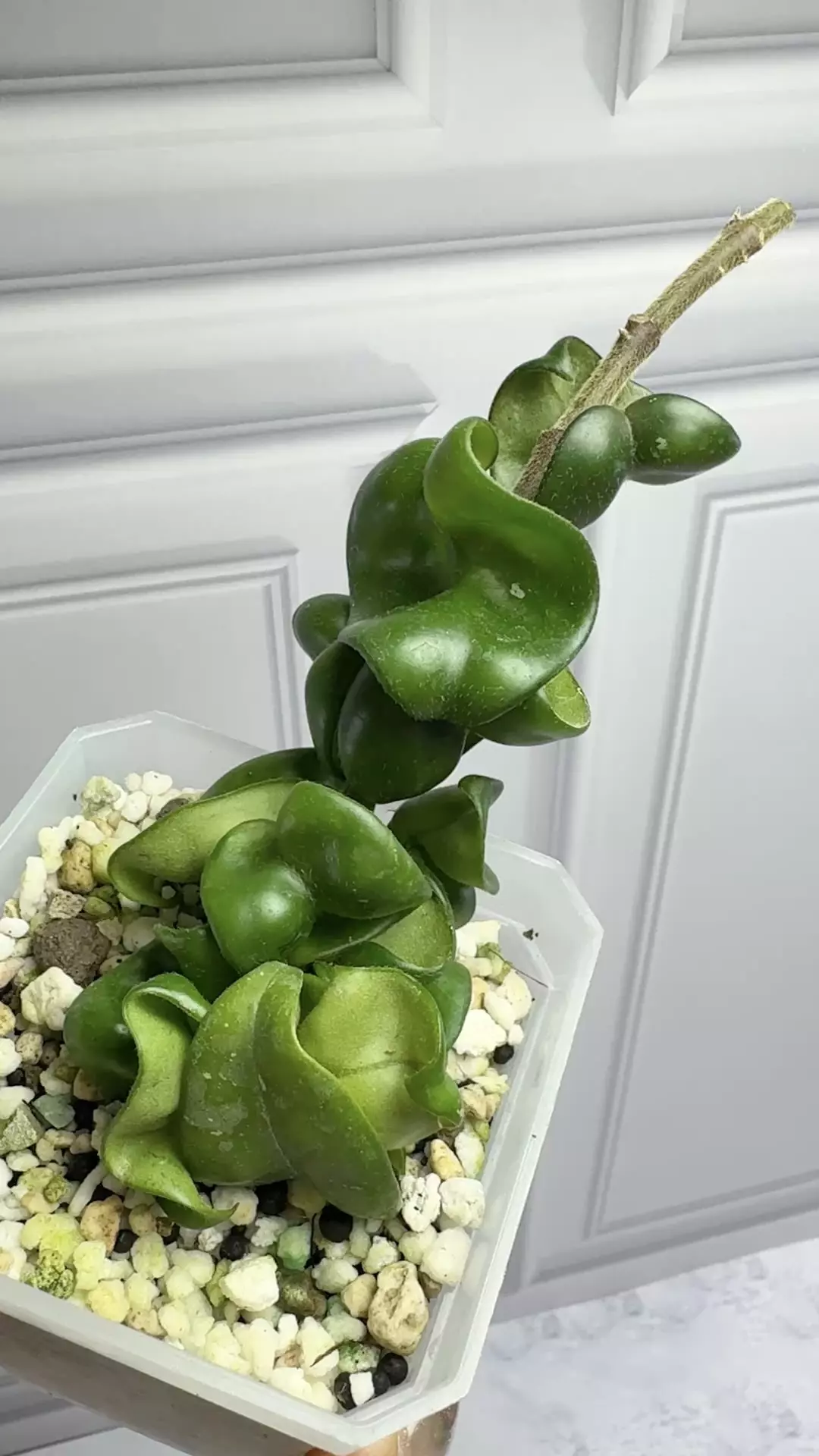 plant/Hoya deepgreen compacta 4 inch tall plant-0