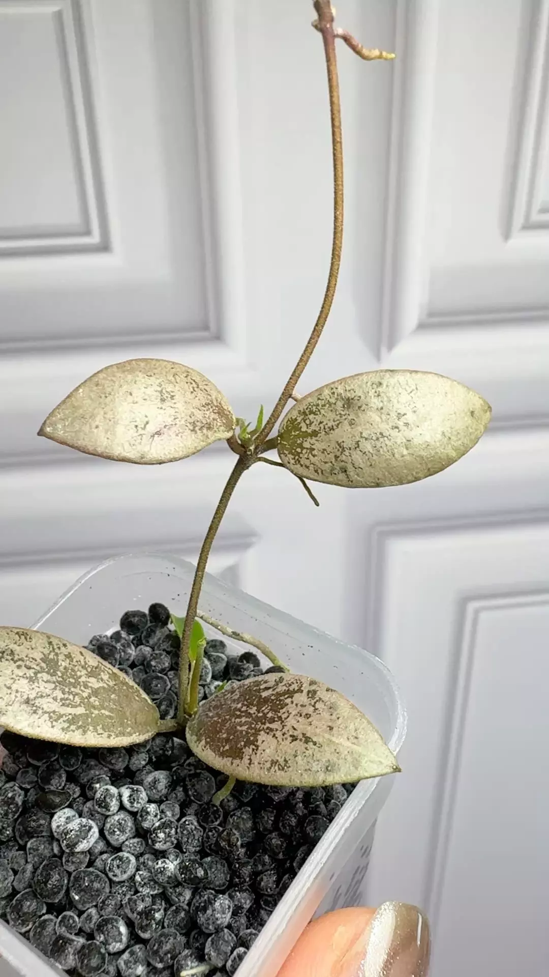 plant/hoya aff puber silver Rooted cutting with new growth -0