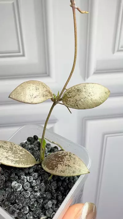 plant/hoya aff puber silver Rooted cutting with new growth -0-thumbnail