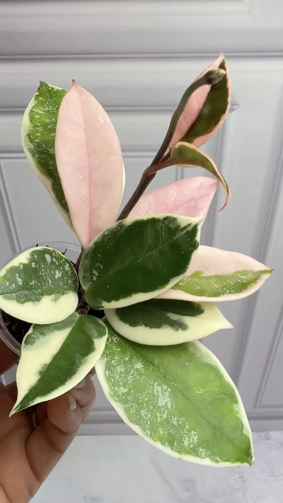plant/Hoya Carnosa Queen Splash-0