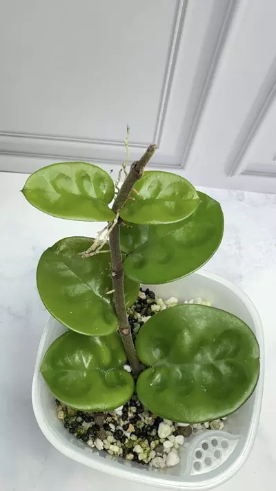 plant/Hoya Clinton Round leaf-0-thumbnail