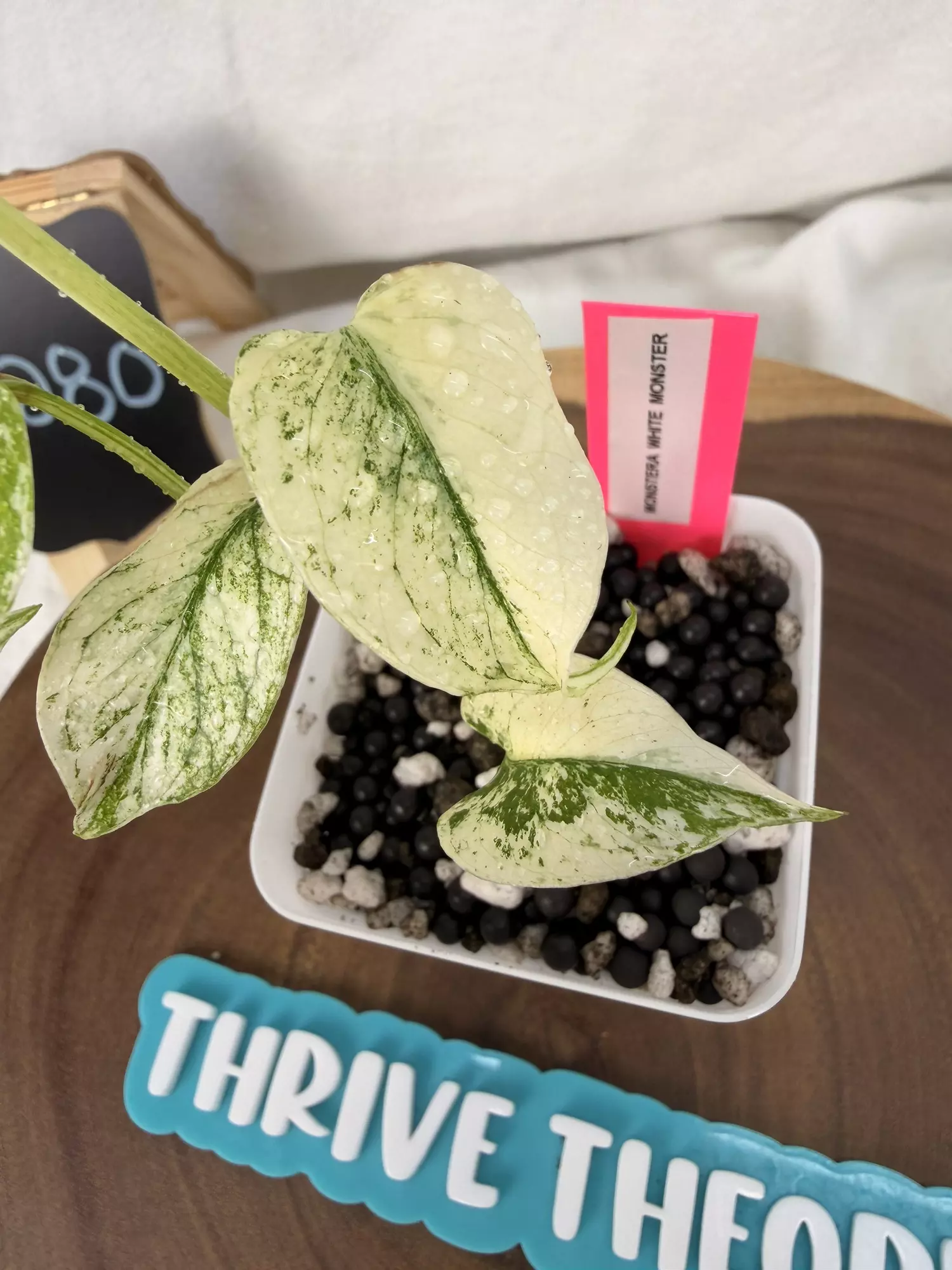 plant/TT-0280 Monsteta White Monster-1