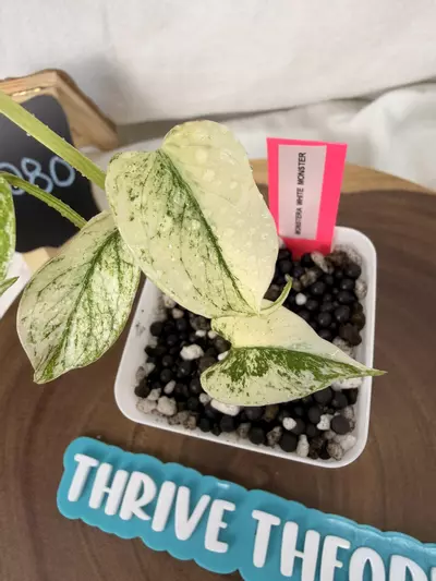 plant/TT-0280 Monsteta White Monster-1-thumbnail
