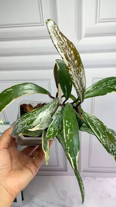 plant/Hoya Pubicalyx Albo Splash -0-thumbnail