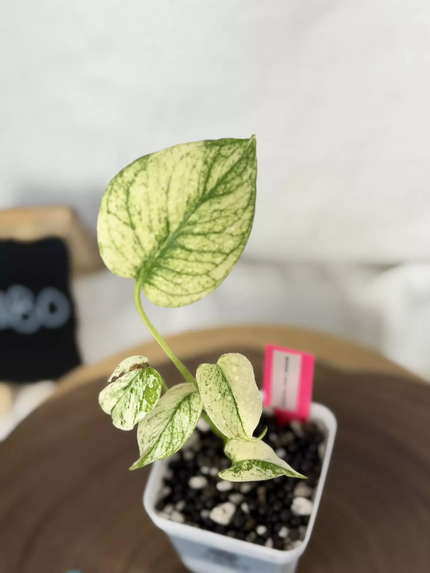 plant/TT-0280 Monsteta White Monster-2