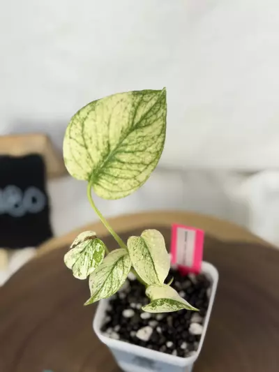 plant/TT-0280 Monsteta White Monster-2-thumbnail