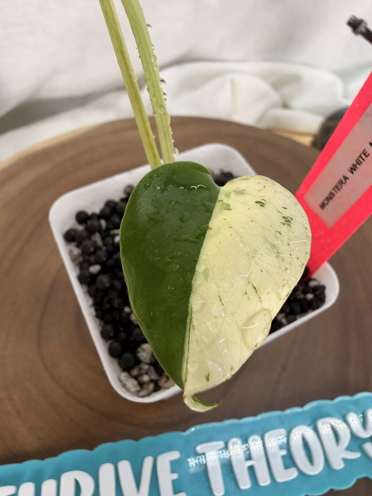 plant/TT-0283 Monstera White Monster-1