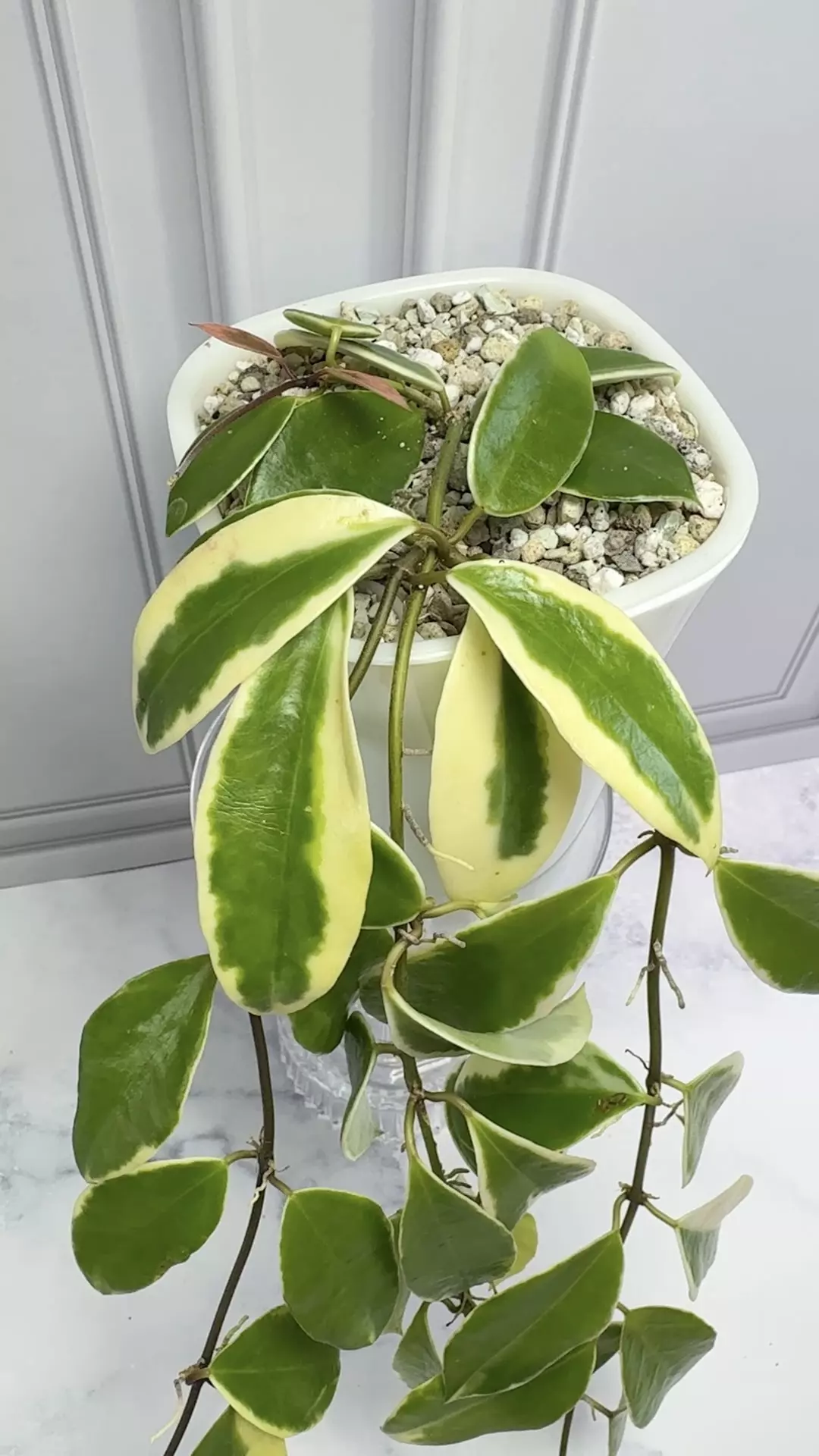 plant/Hoya Halophila Albo while plant in4” SWP-0