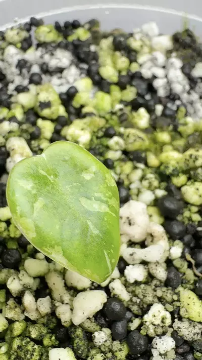 plant/Alocasia maharani Albo (Corm Grown)-0-thumbnail