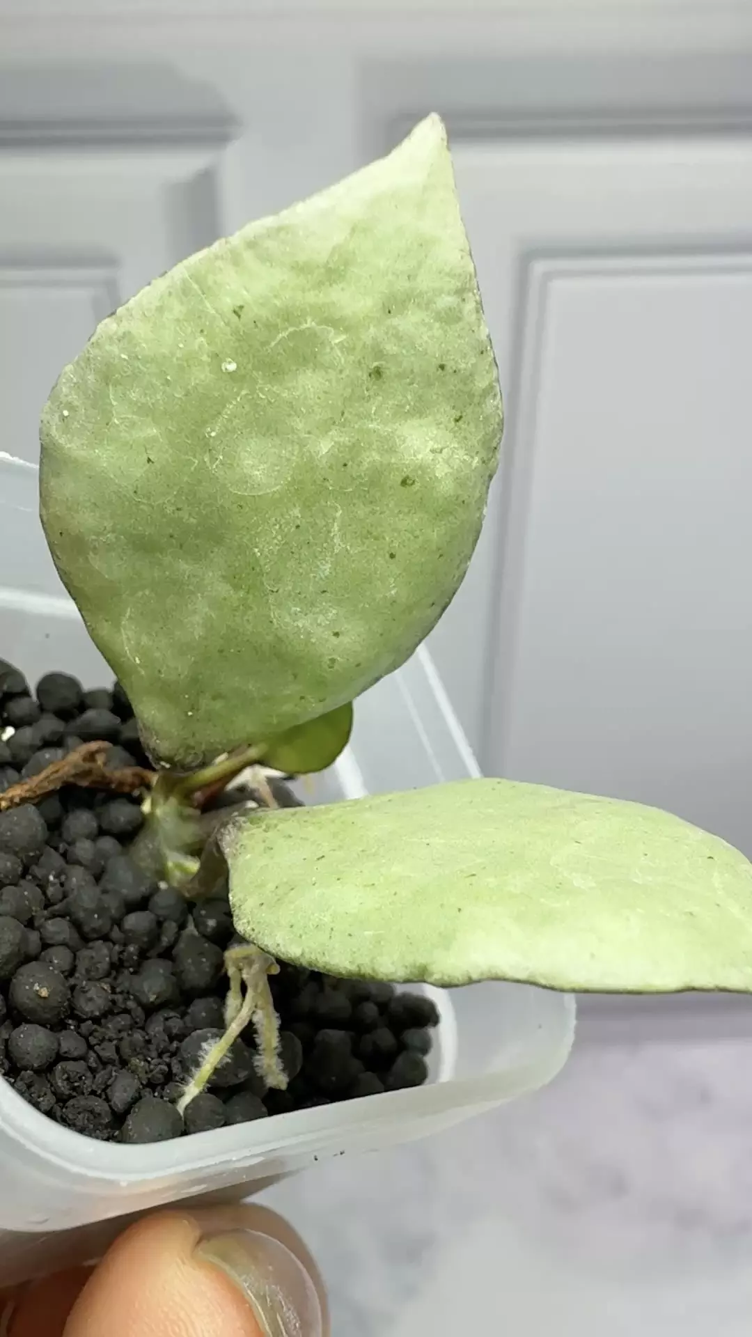 plant/Hoya Lacunosa violet starter -0