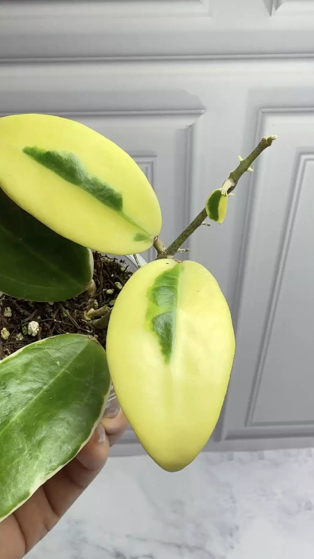 plant/Hoya Yangzhi Albo high color Plant -0