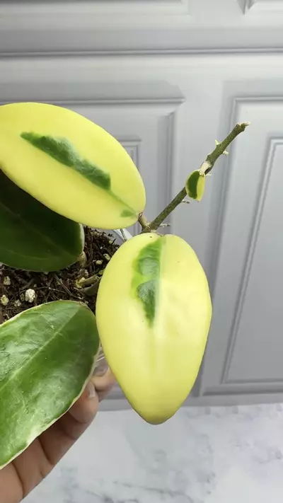 plant/Hoya Yangzhi Albo high color Plant -0-thumbnail