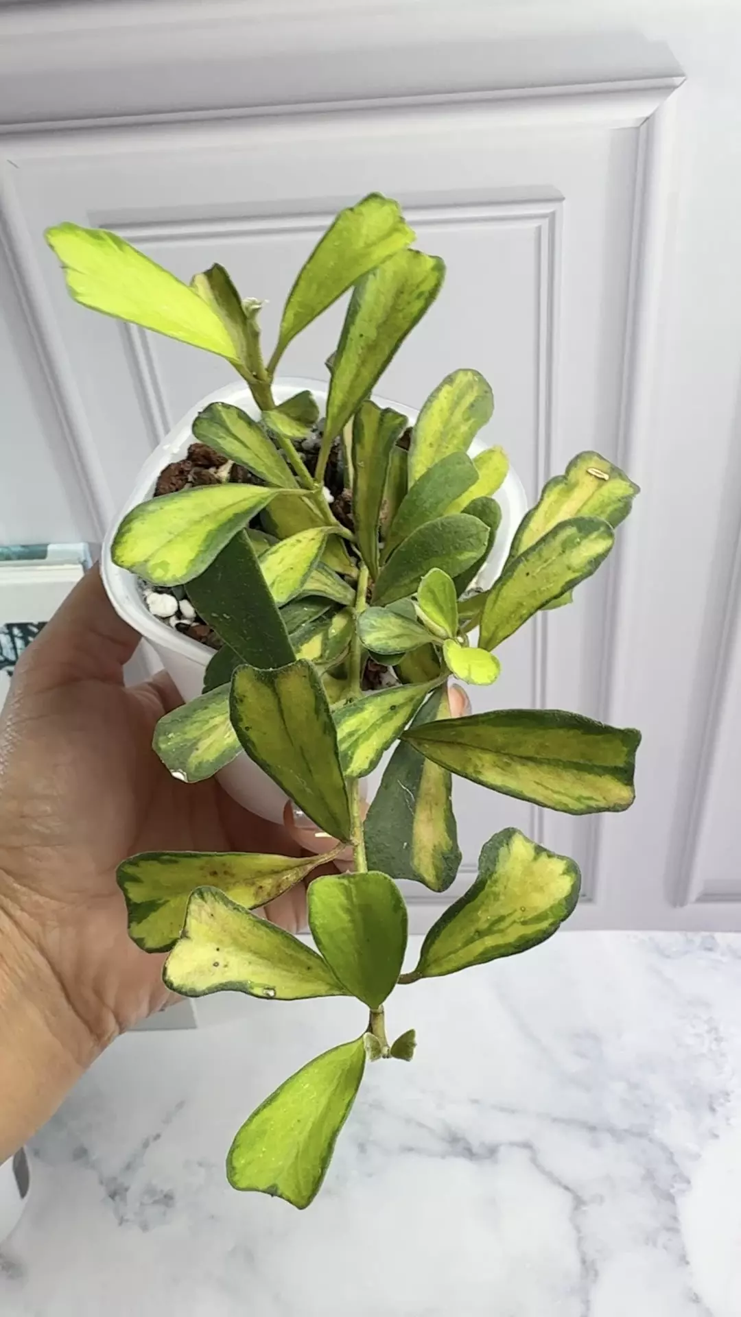 plant/hoya manipurensis variegated philo whole plant in 3 “swp-0
