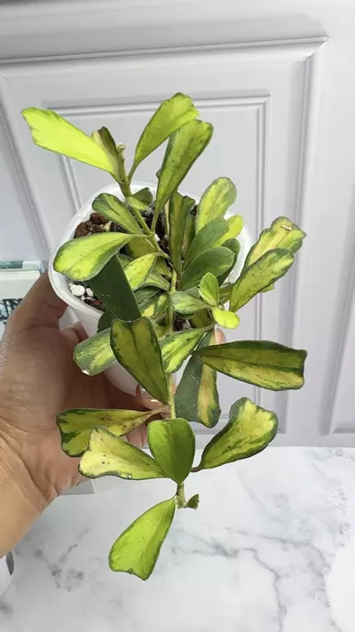 plant/hoya manipurensis variegated philo whole plant in 3 “swp-0-thumbnail