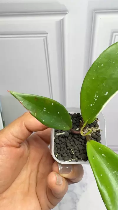 plant/Hoya Pubicalyx Albo -0-thumbnail
