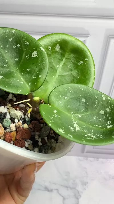 plant/Hoya green apple -0-thumbnail