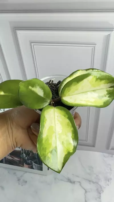 plant/hoya madara green edge-0-thumbnail