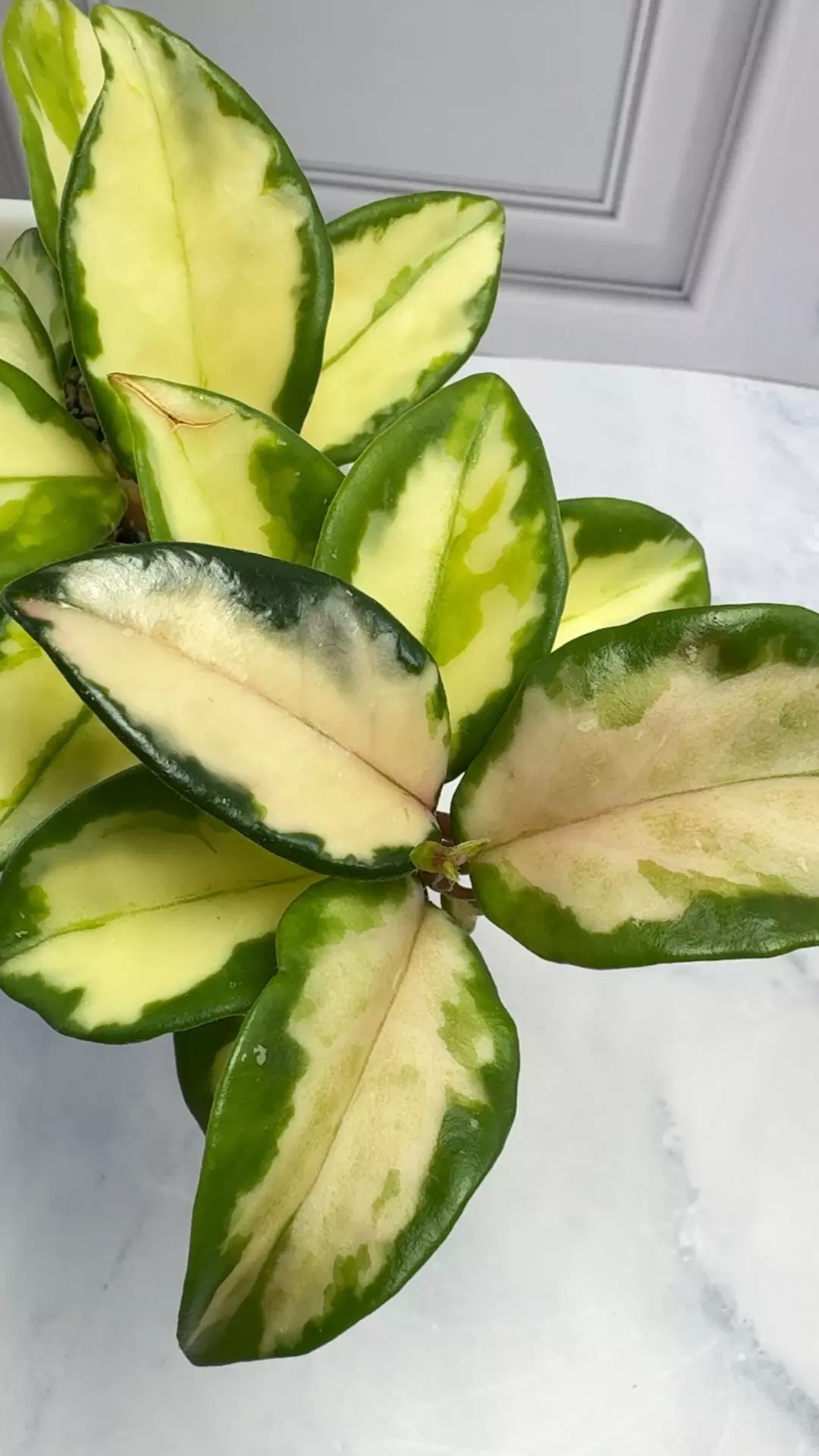 plant/Hoya Carnosa Marlea Whole plant in 4 inch SWP-0