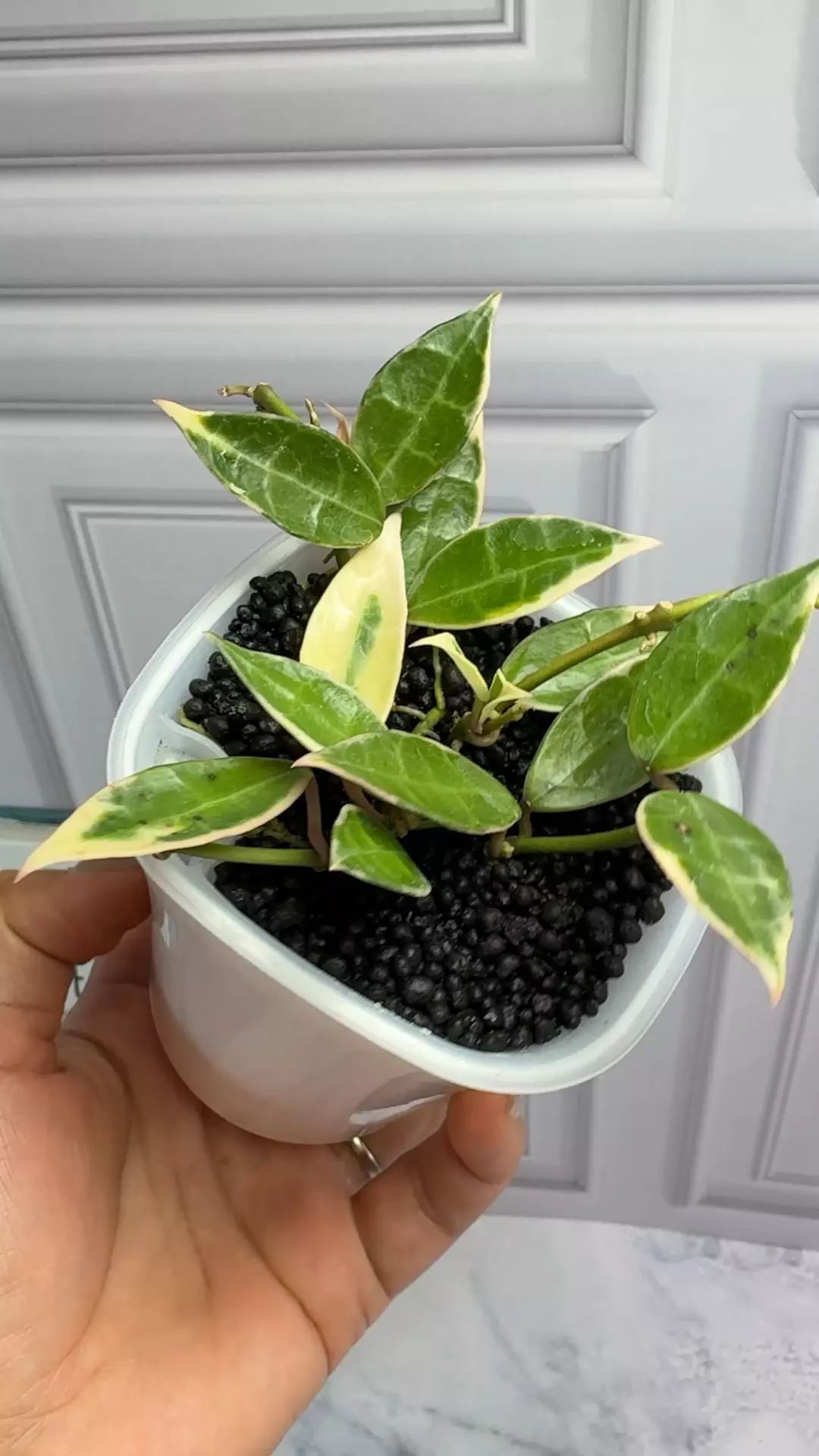 plant/Hoya Lacunosa Albo multiple cuttings in pot-0