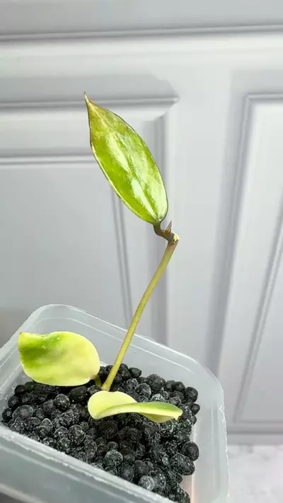 plant/Hoya Lacunosa peridot Starter-0-thumbnail