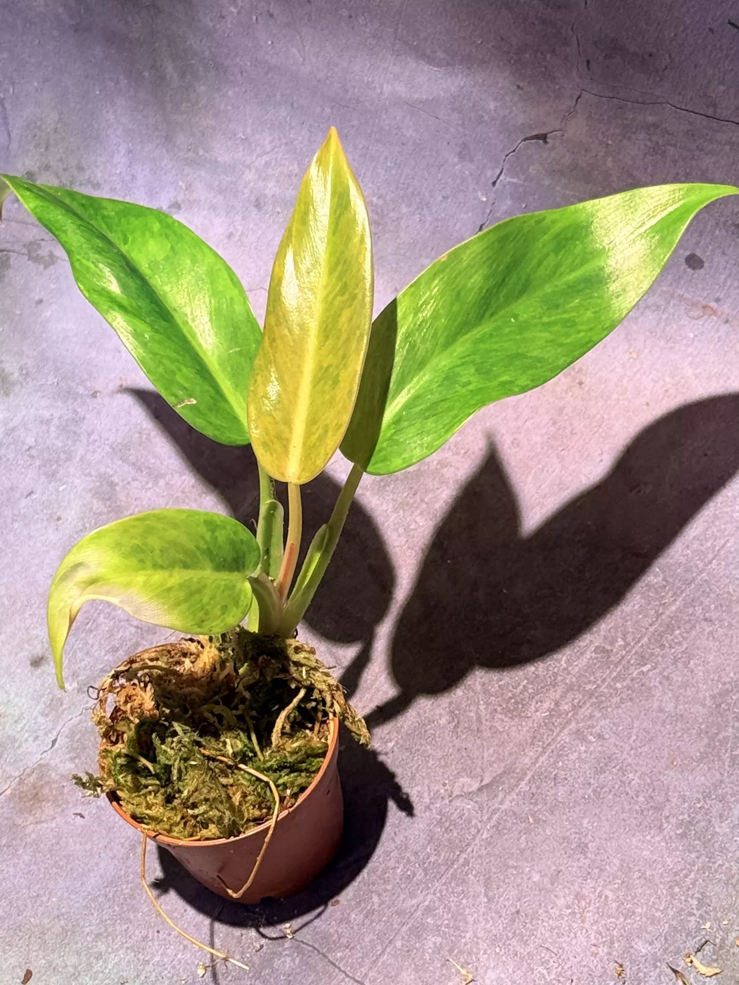 plant/Painted lady philodendron-0