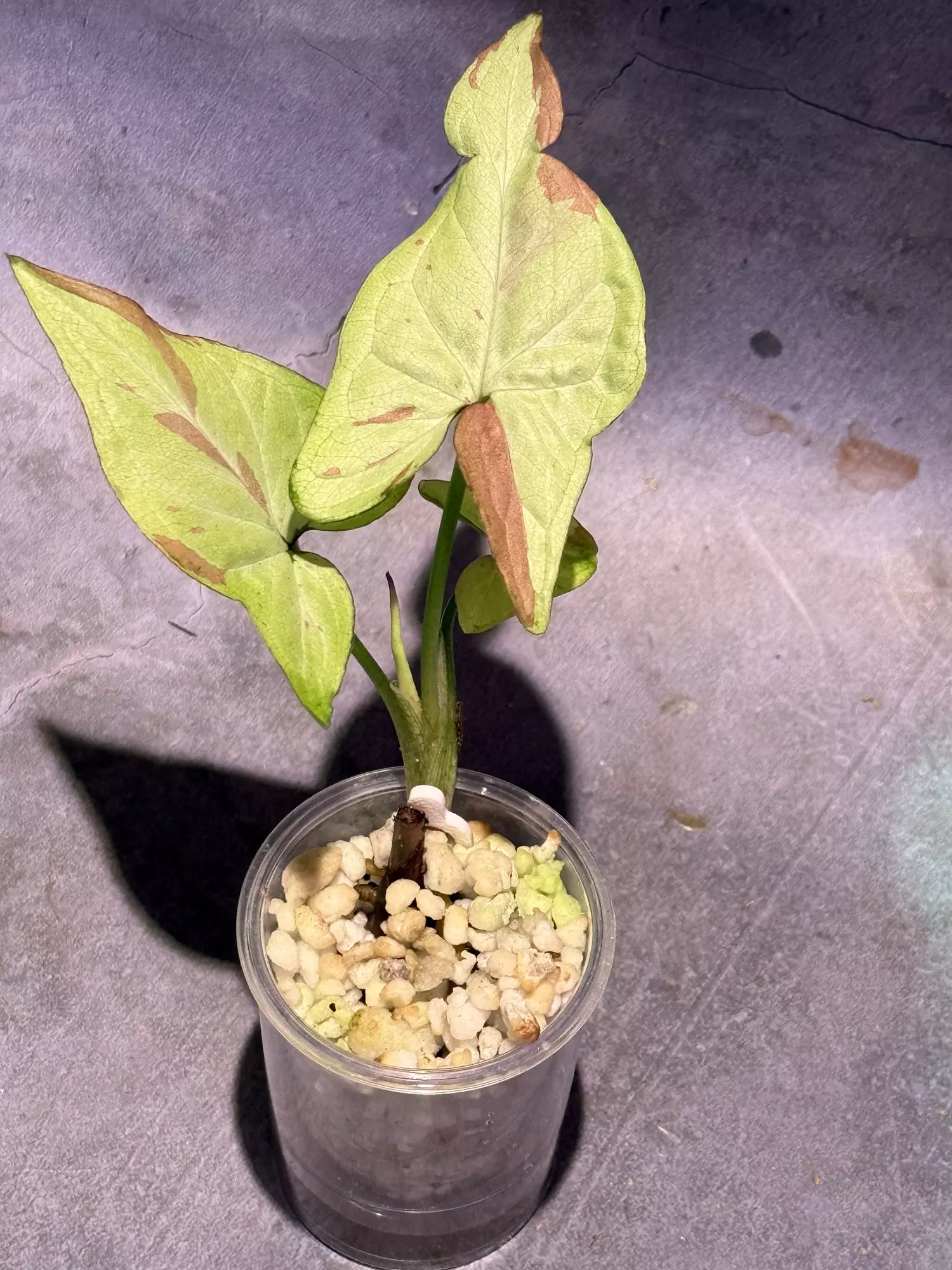 plant/Syngonium strawberry milk-0