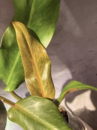 plant/Orange marmalade philodendron-1-thumbnail