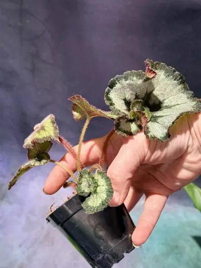 plant/Begonia escargot-3-thumbnail