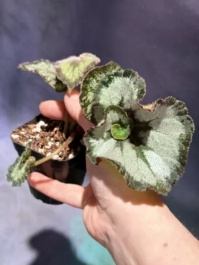 plant/Begonia escargot-2-thumbnail