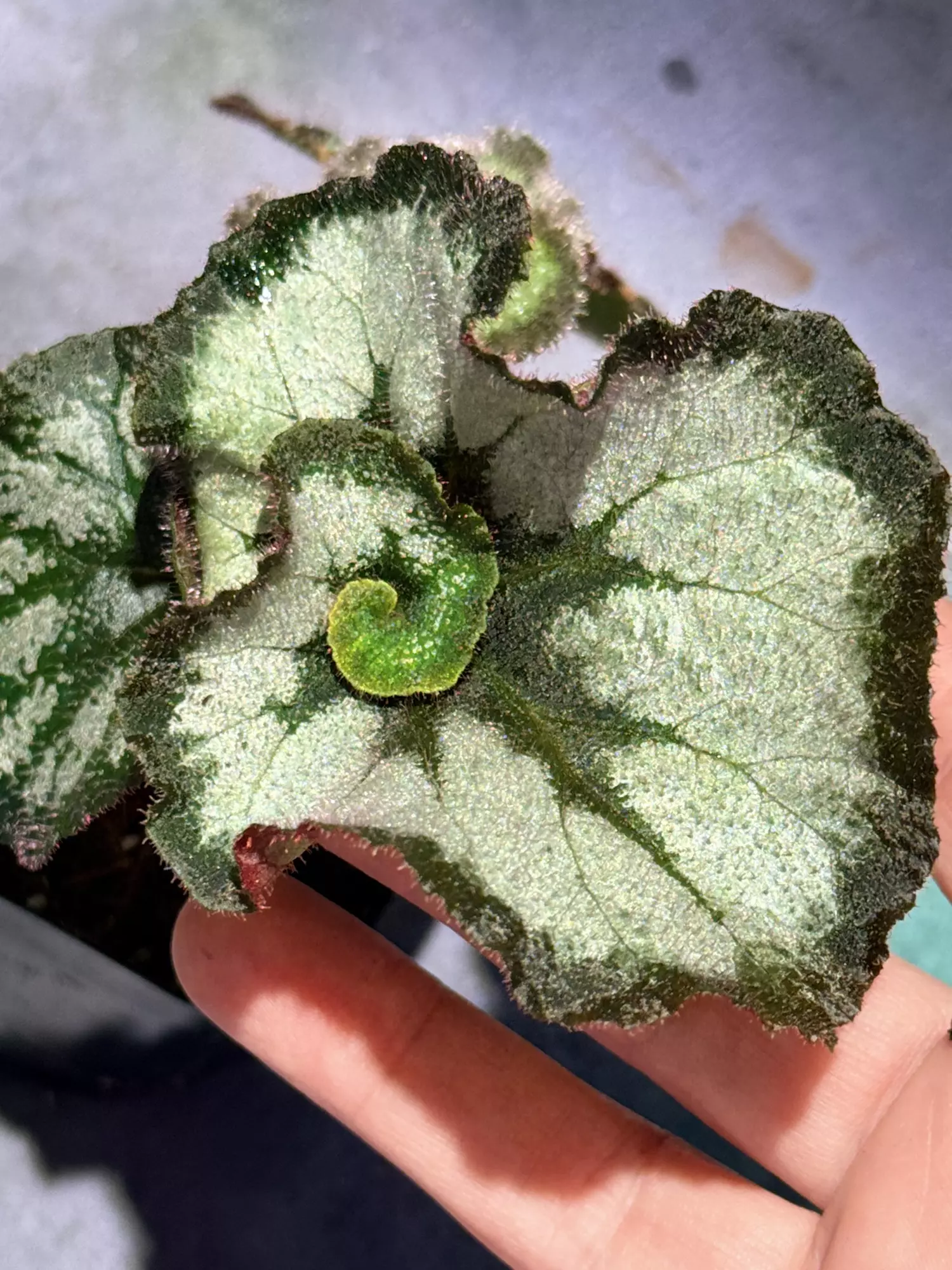plant/Begonia escargot-0