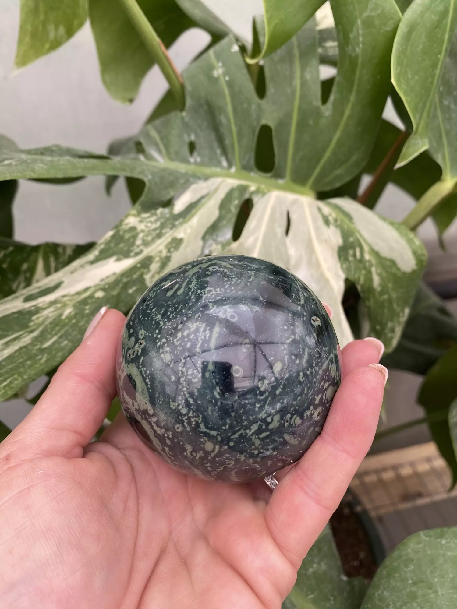 plant/PSS-0277 Kambaba (Crocodile) Jasper-0