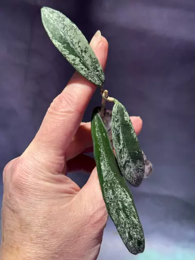 plant/Hoya minibelle splash unrooted-0-thumbnail